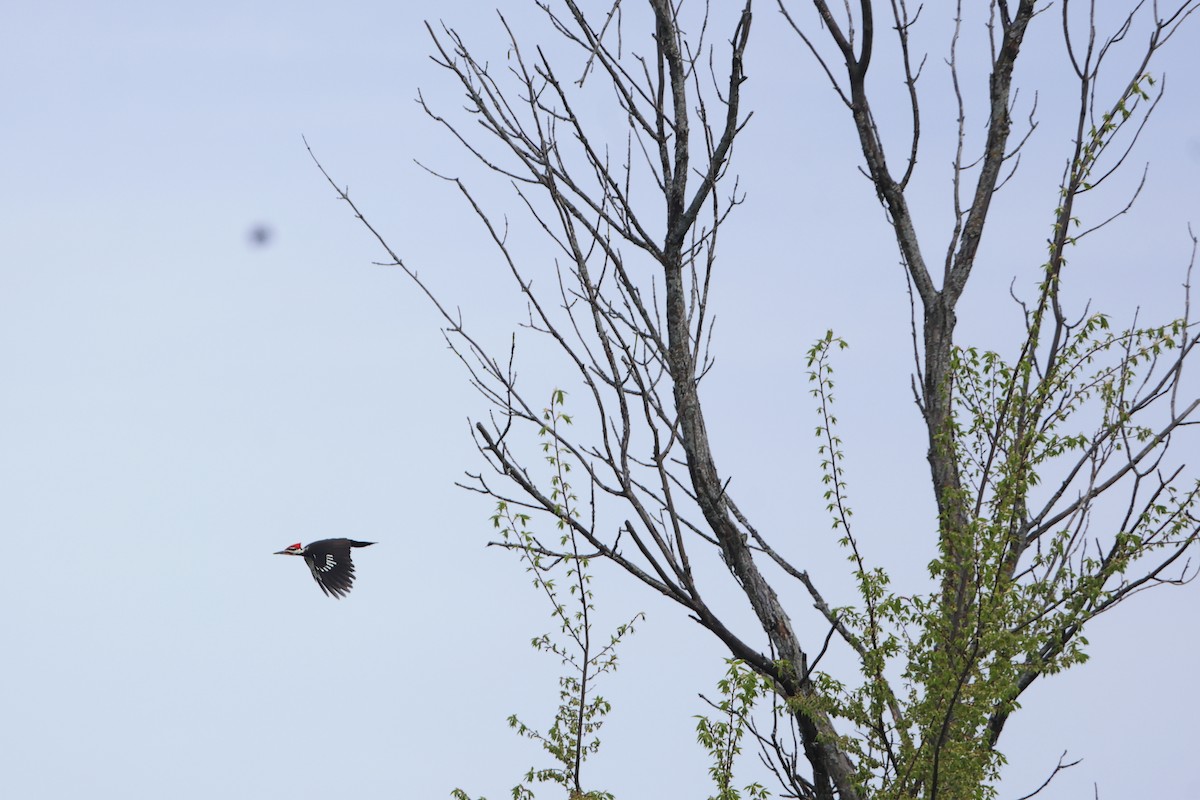 Pileated Woodpecker - Gang Wu