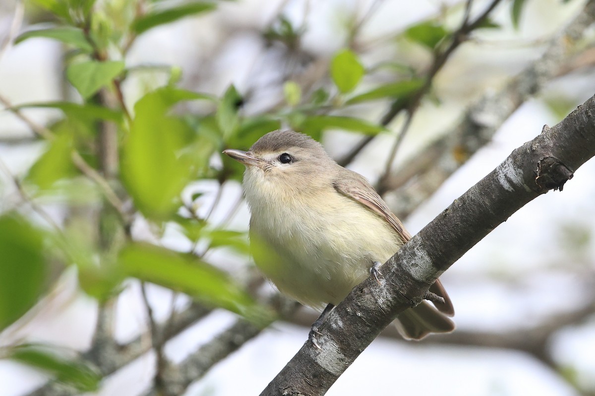 Warbling Vireo - Gang Wu