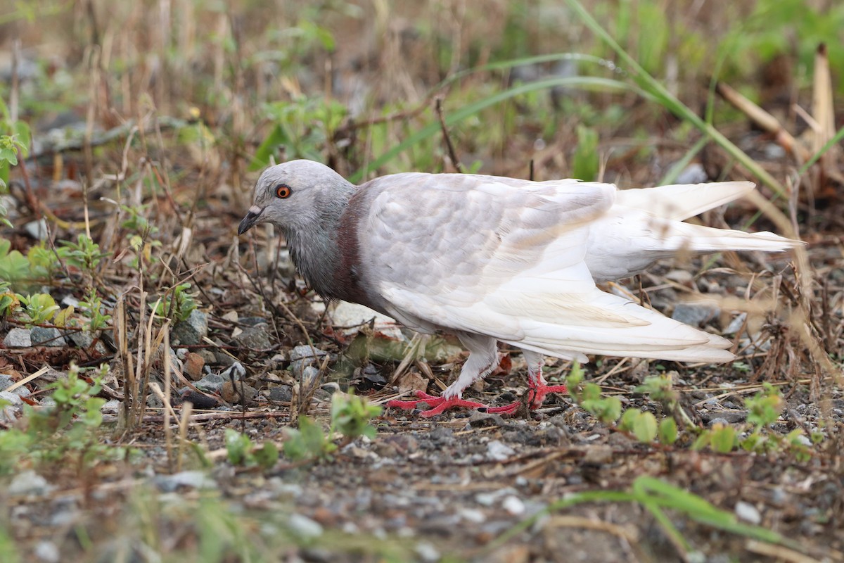 Rock Pigeon (Feral Pigeon) - ML618889103