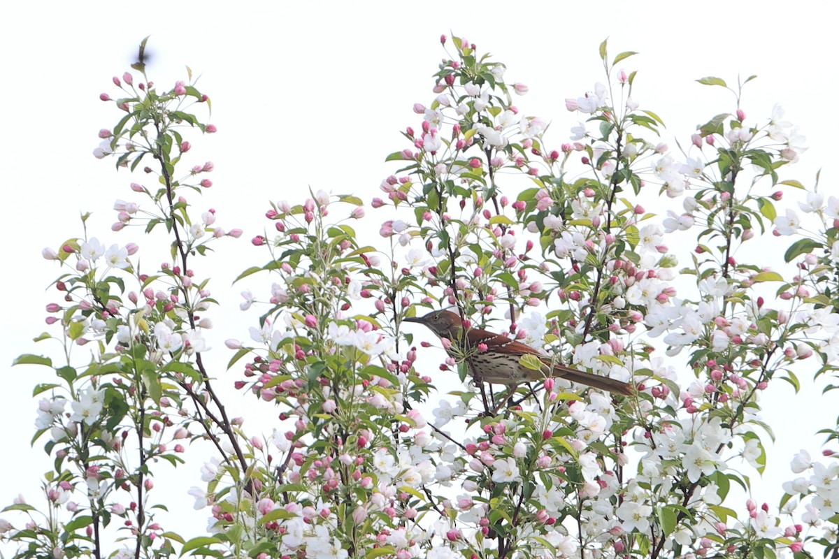 Brown Thrasher - Gang Wu