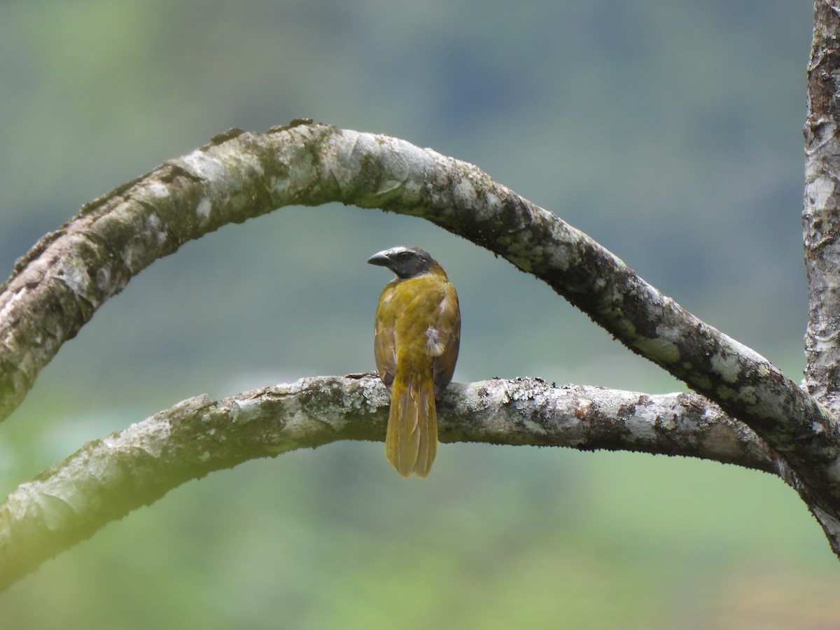 Buff-throated Saltator - NAZLY JULIANA NAVARRO MALDONADO