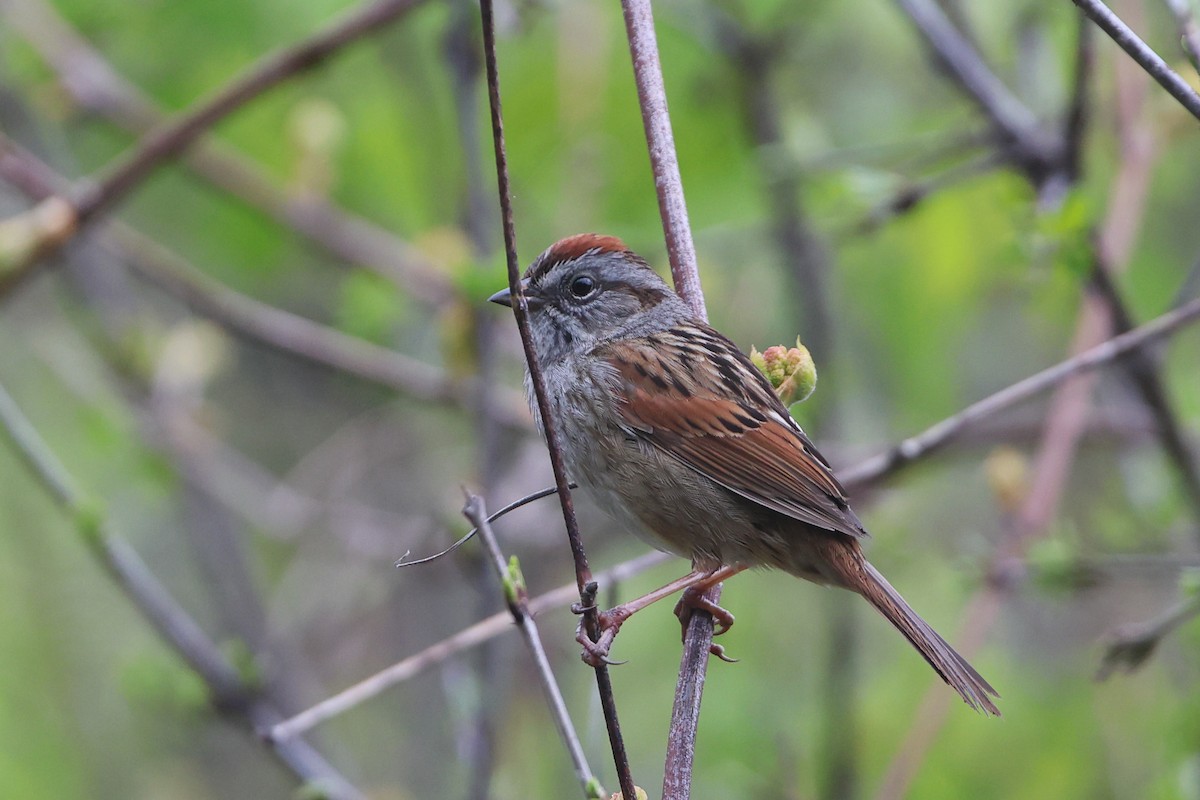 Swamp Sparrow - Gang Wu