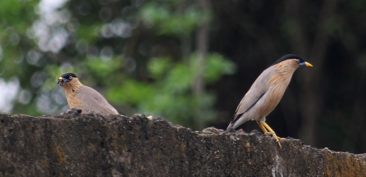 Brahminy Starling - Dr Nandini Patil