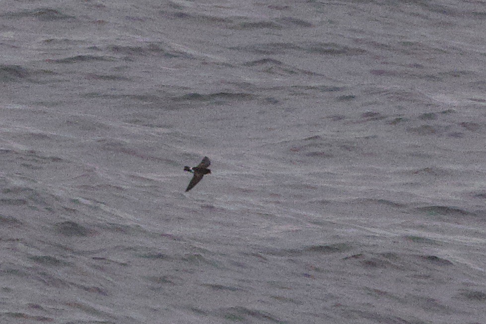 Leach's Storm-Petrel - John Bruin