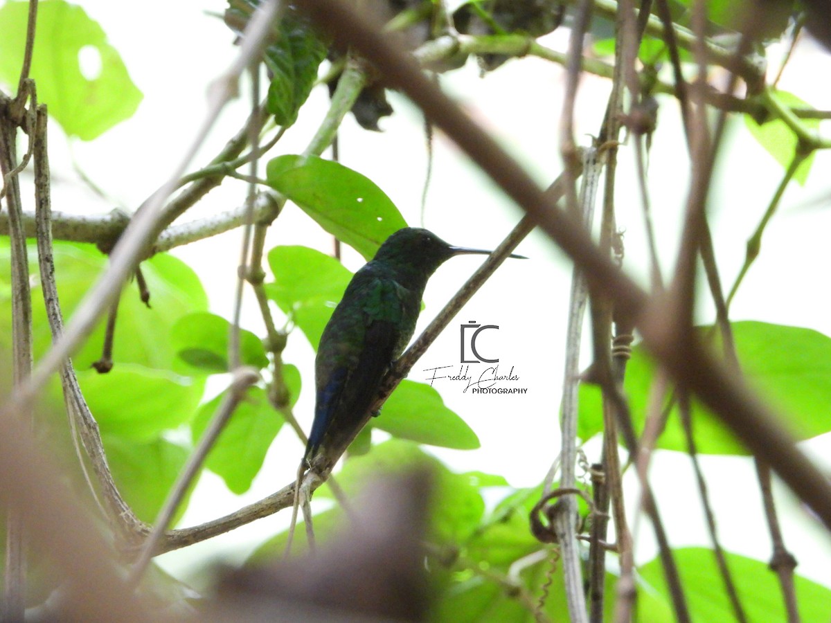 Steely-vented Hummingbird - Freddy Jaraba Aldana