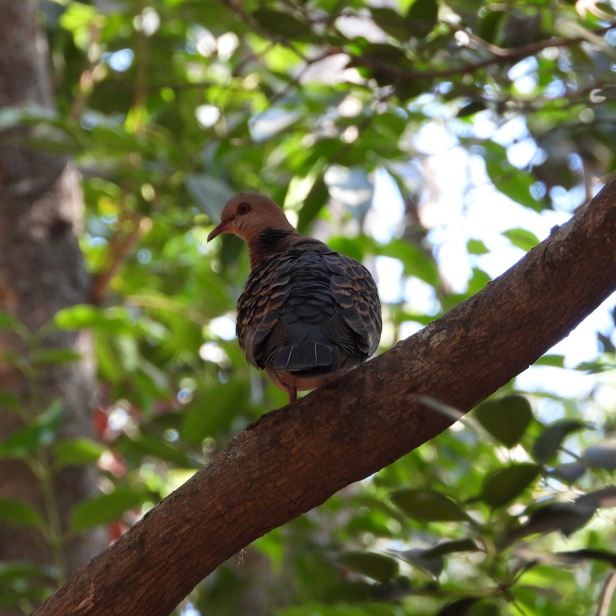 Oriental Turtle-Dove - ML618889175