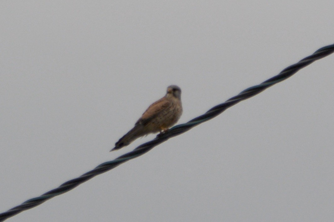 Eurasian Kestrel - Anton Kornilov