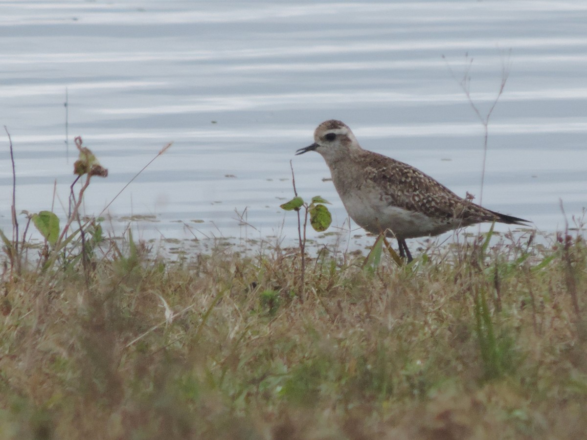 American Golden-Plover - ML618889194