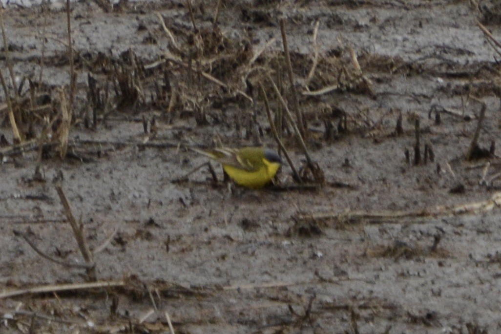 Western Yellow Wagtail - ML618889206