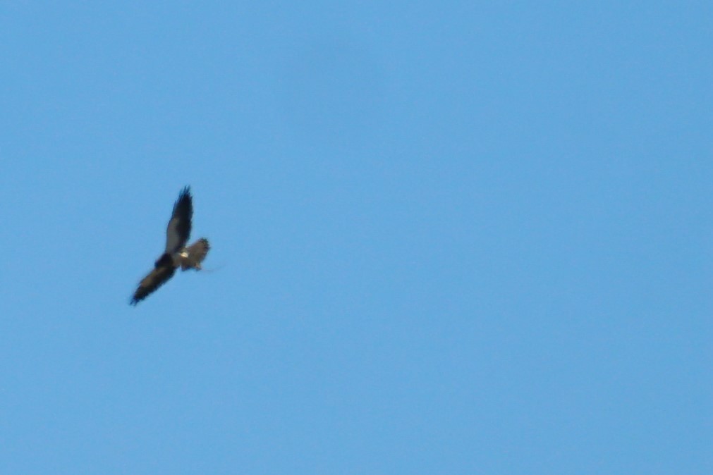 Swainson's Hawk - Bob Bowers