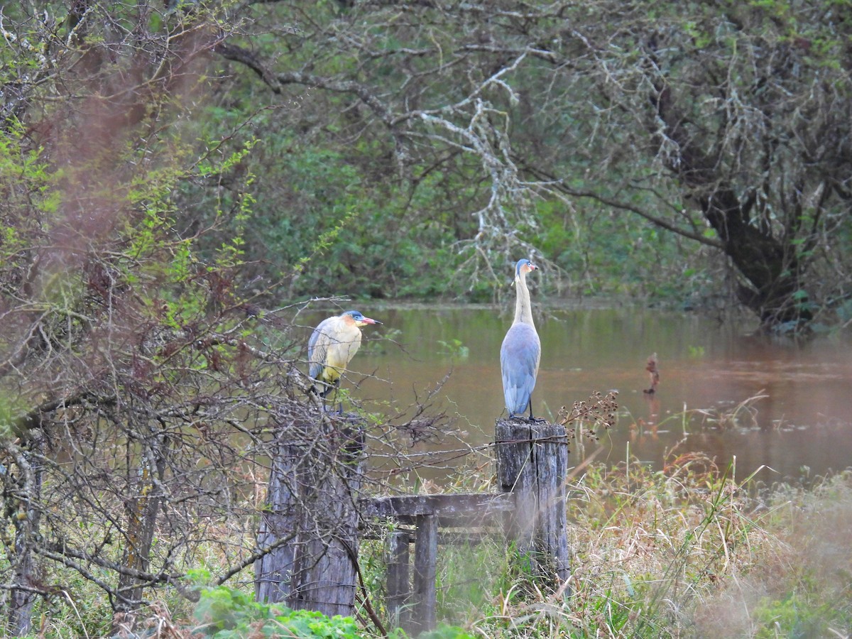 Whistling Heron - Luciano Buck