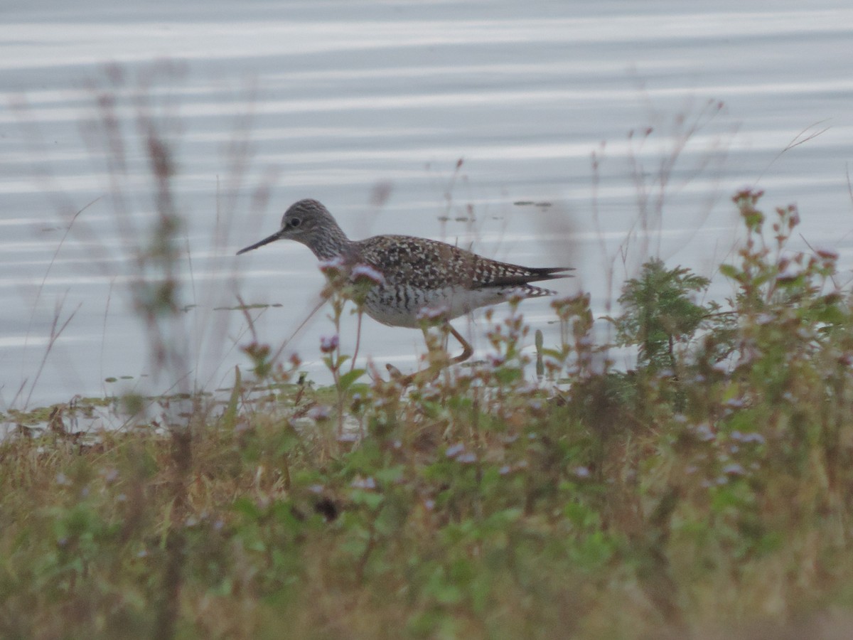 gulbeinsnipe - ML618889246