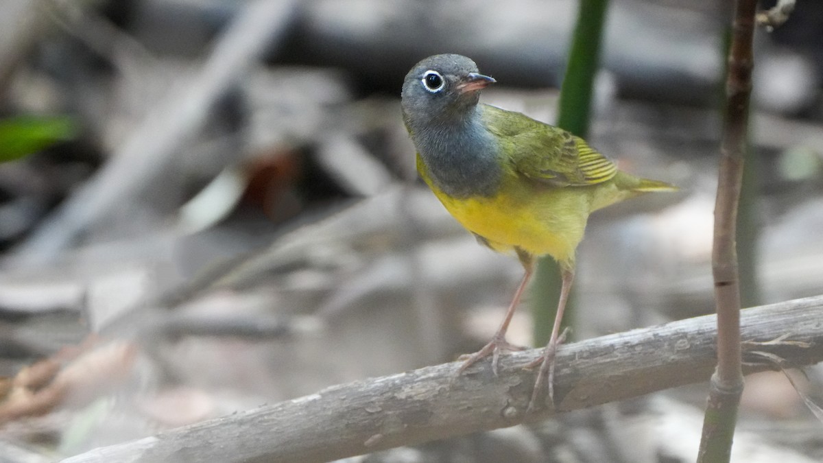 Connecticut Warbler - Tuly  Datena