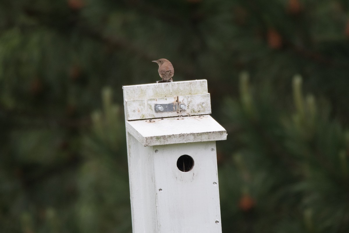 House Wren - C  Thorn