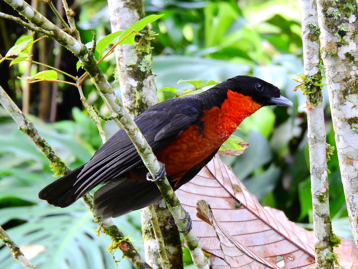 Red-ruffed Fruitcrow - ML618889275