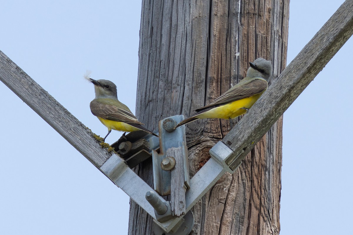 Western Kingbird - Ryan Anderson