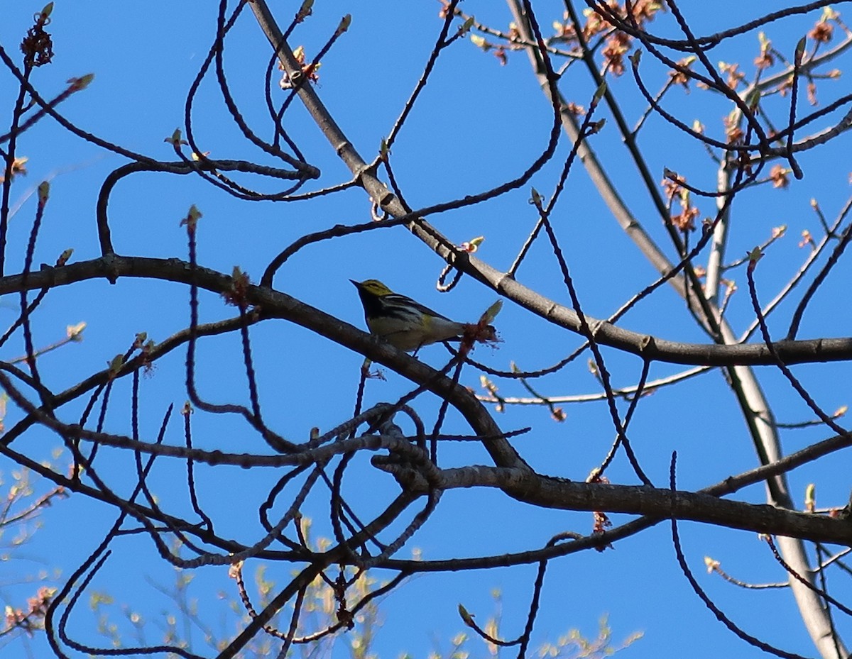 Black-throated Green Warbler - Kevin Glueckert