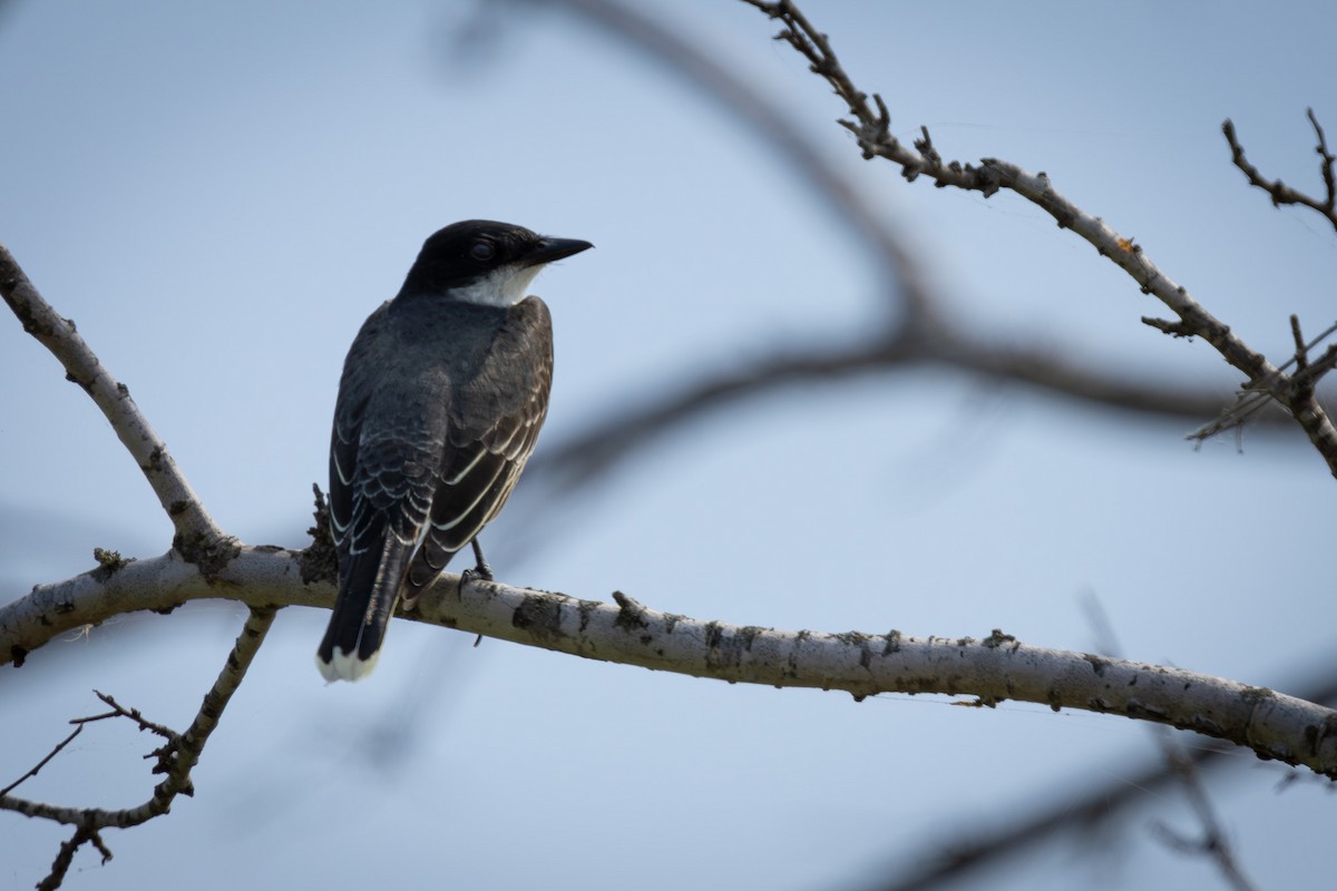 Eastern Kingbird - Ryan Anderson