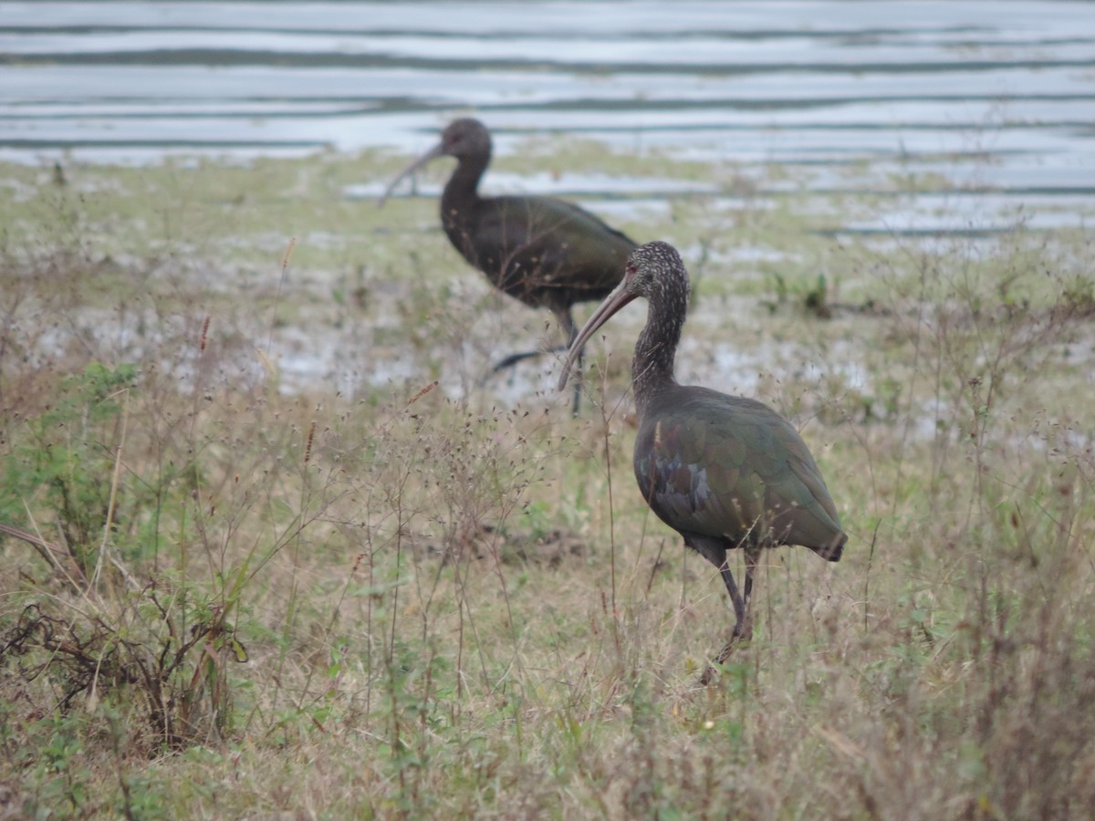 Ibis à face blanche - ML618889301