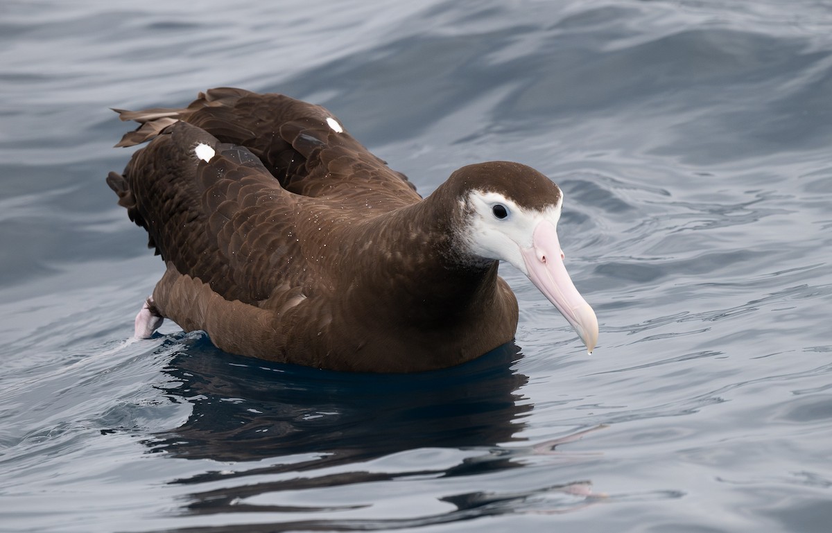 Snowy Albatross - Miguel  Mejias