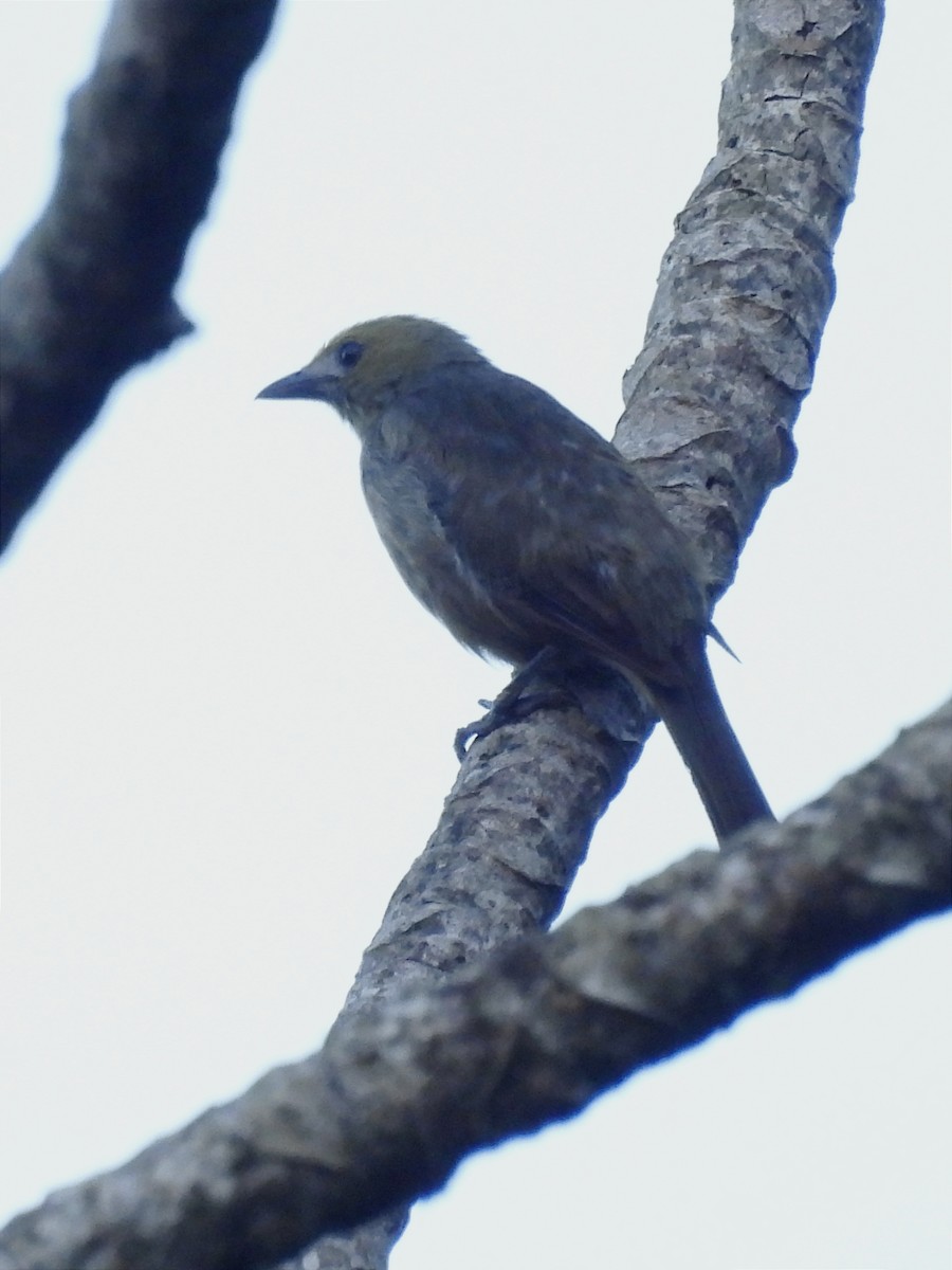 Palm Tanager - Jhon Carlos Andres Rivera Higuera