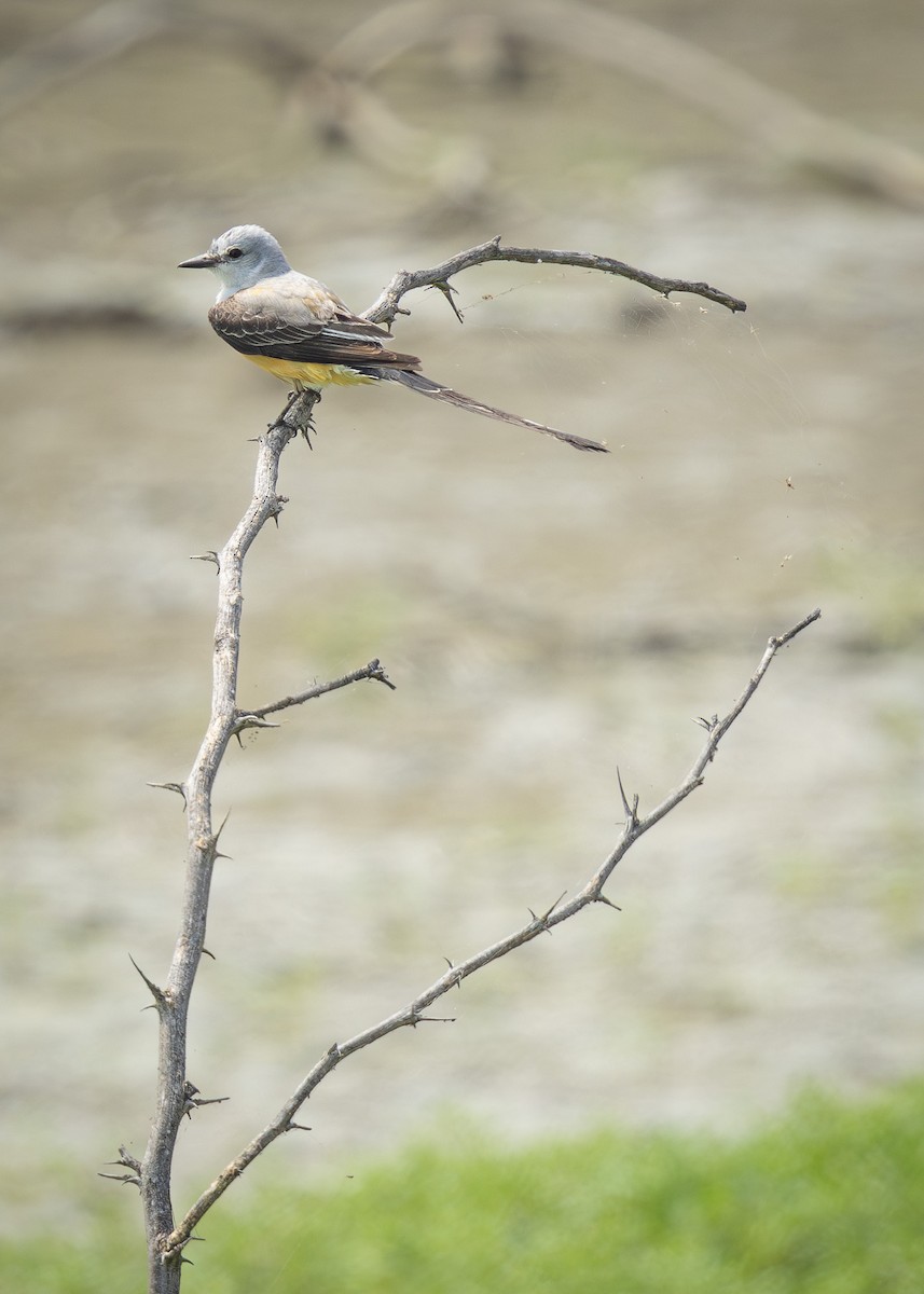 Scissor-tailed Flycatcher - Ryan Anderson