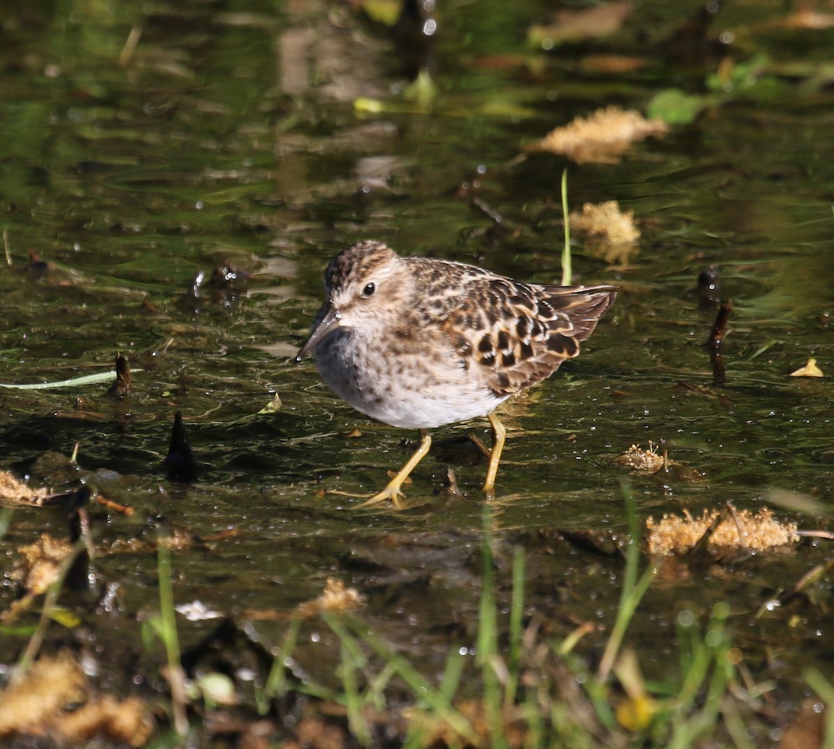 Least Sandpiper - Bradley Waggoner