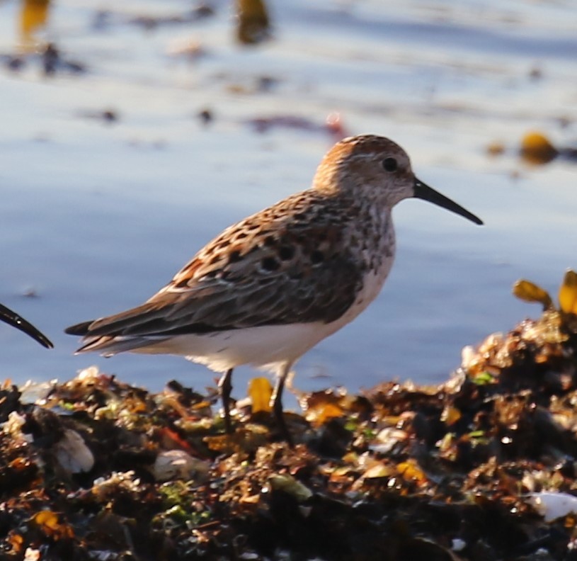 Western Sandpiper - Bradley Waggoner