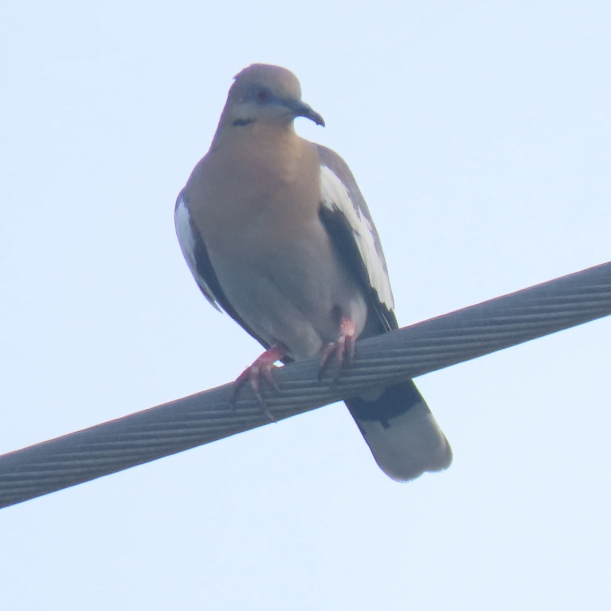 White-winged Dove - Bill Wright_cc