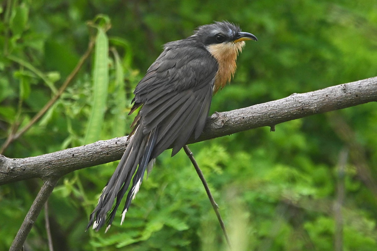 Mangrove Cuckoo - ML618889346