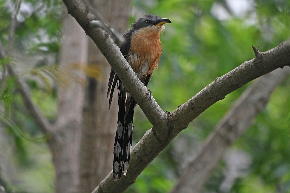 Mangrove Cuckoo - ML618889347