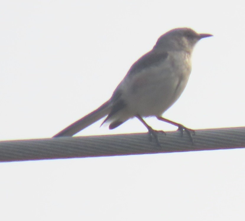 Northern Mockingbird - Bill Wright_cc