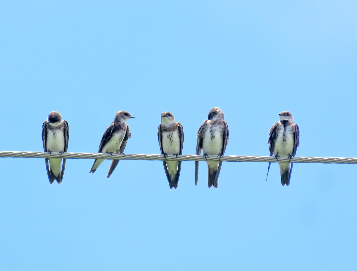 Brown-chested Martin - Israel Toloza Pérez