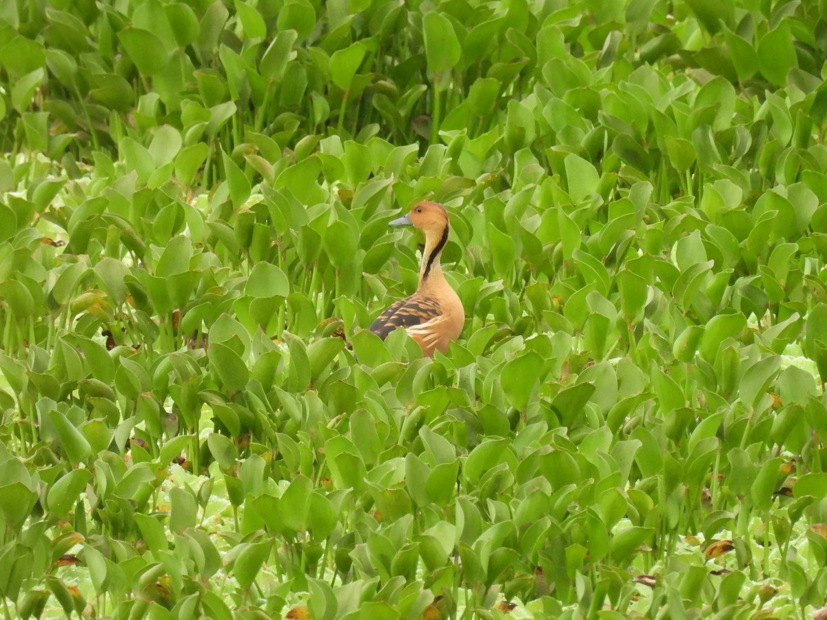 Fulvous Whistling-Duck - ML618889378