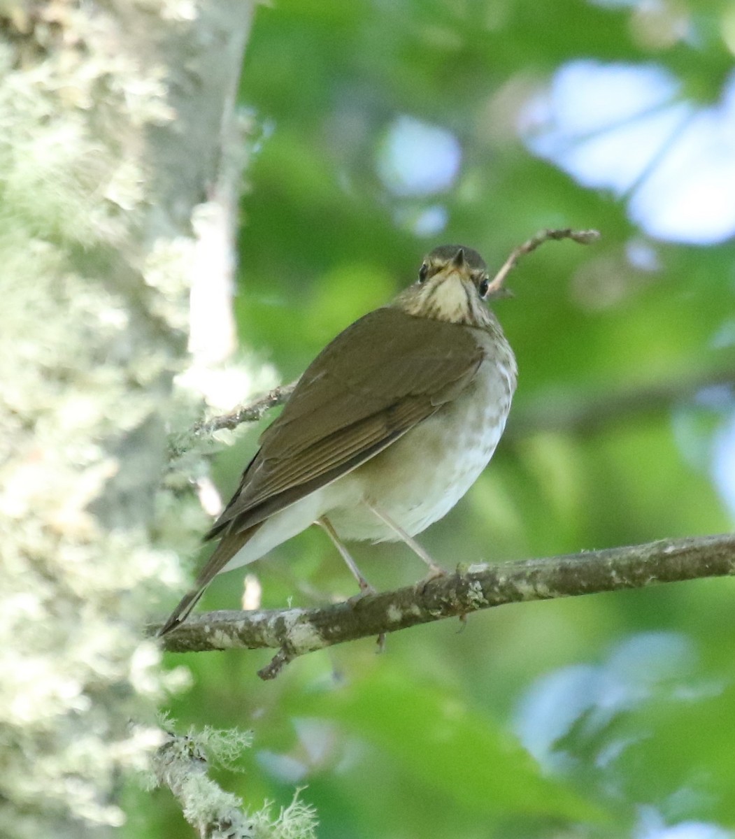 Swainson's Thrush (Russet-backed) - Bradley Waggoner