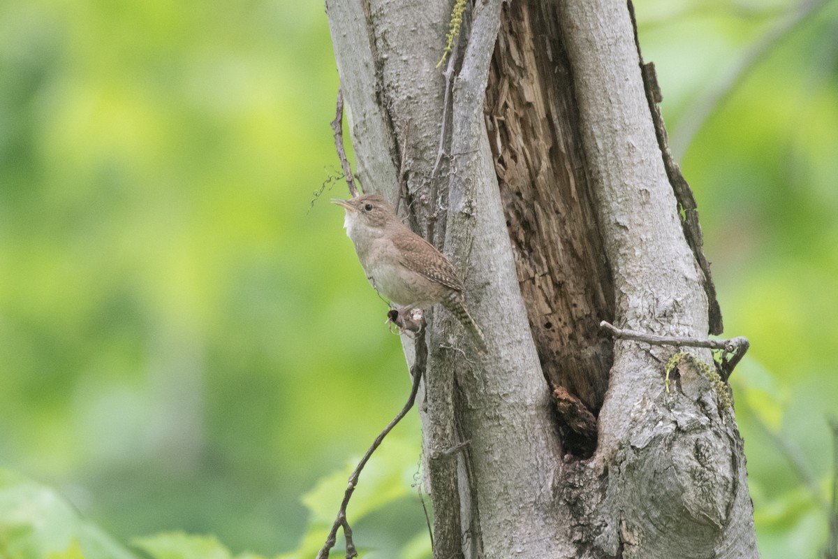 House Wren - ML618889405