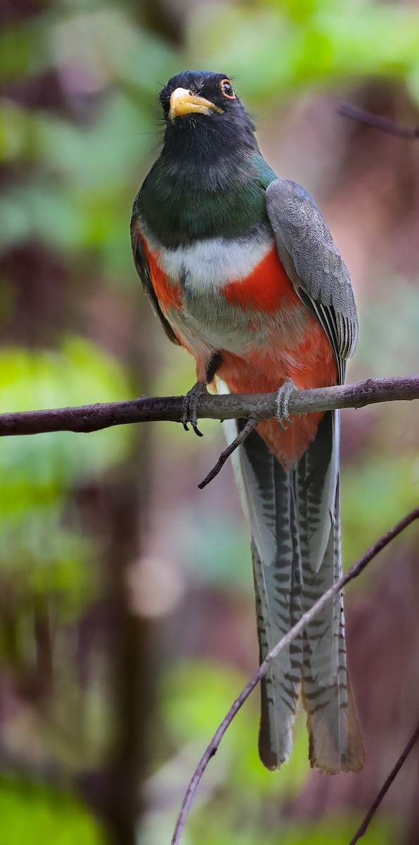 Elegant Trogon - L. Ernesto Perez Montes (The Mexican Violetear 🦉)