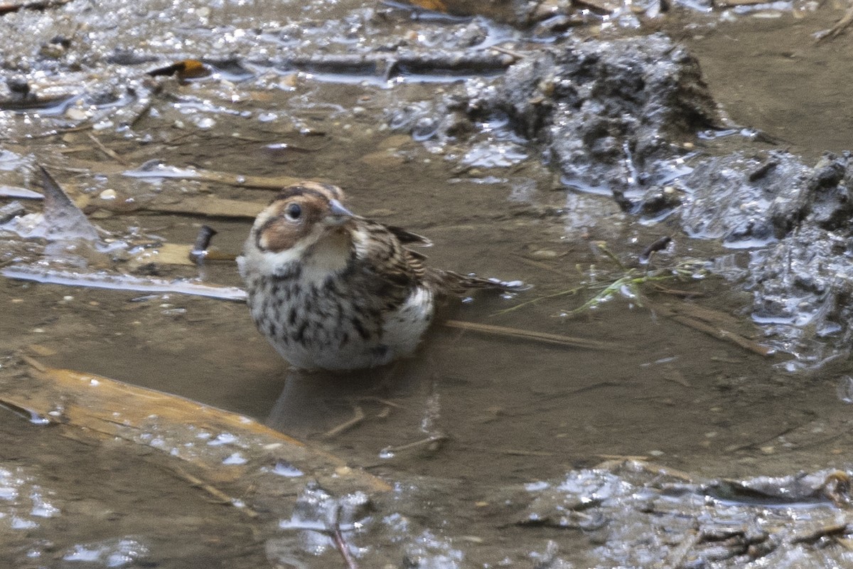 Little Bunting - Robert Lewis