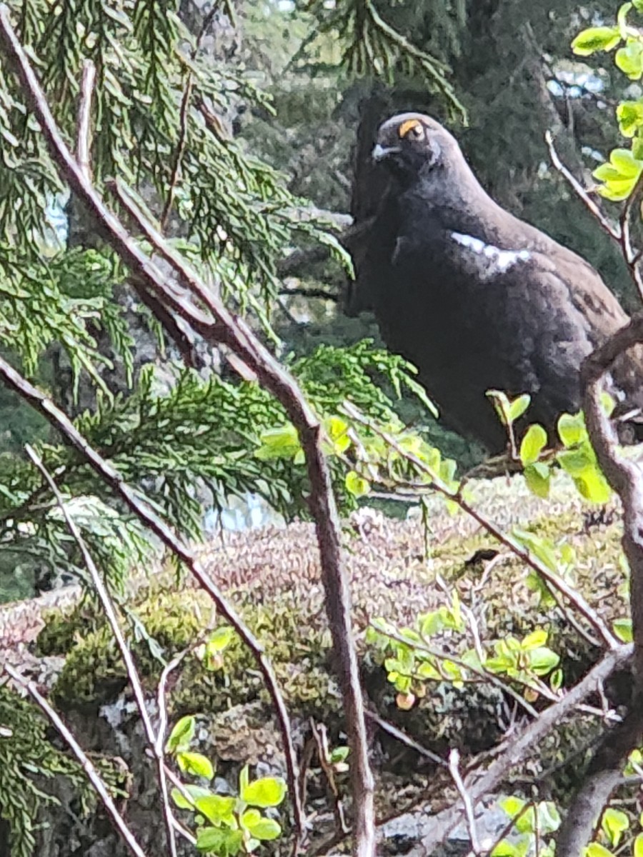 Sooty Grouse - Bryan Zandberg