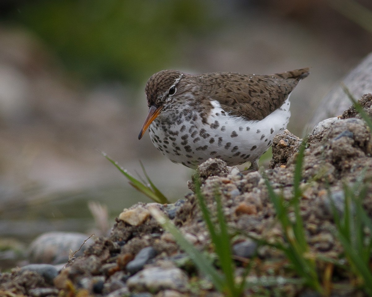 Spotted Sandpiper - ML618889423