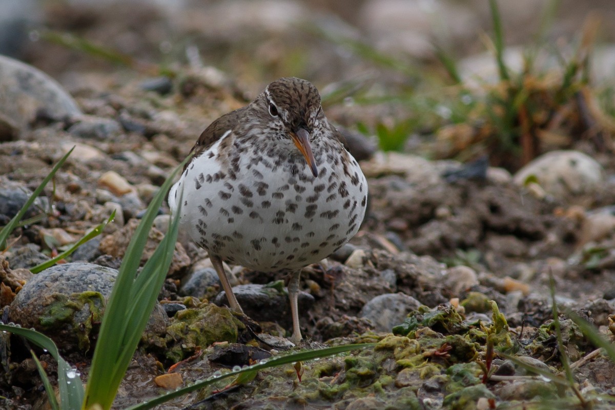 Spotted Sandpiper - Eric Spink