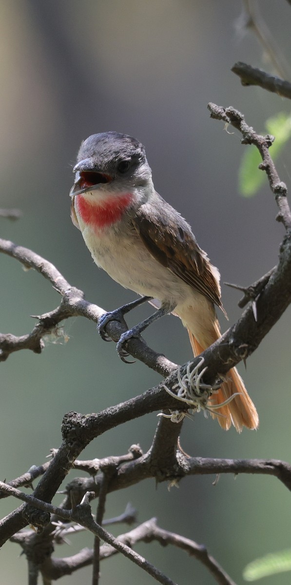 Greater Pewee - L. Ernesto Perez Montes (The Mexican Violetear 🦉)