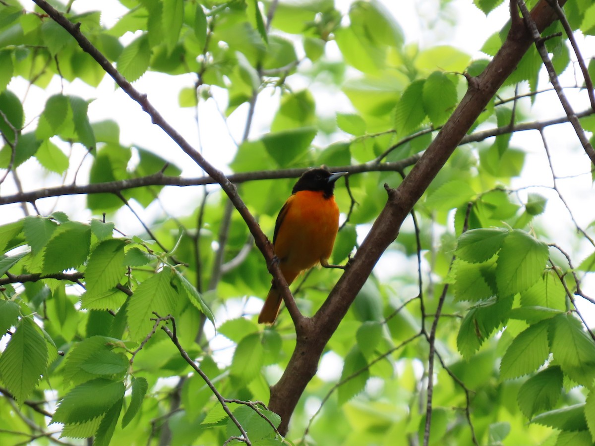 Baltimore Oriole - John DePaul