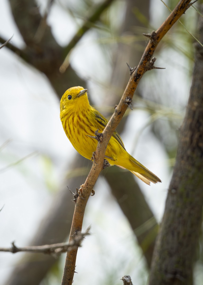 Yellow Warbler - ML618889442