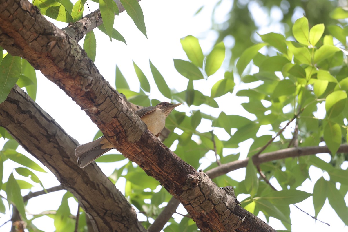 Clay-colored Thrush - L. Ernesto Perez Montes (The Mexican Violetear 🦉)