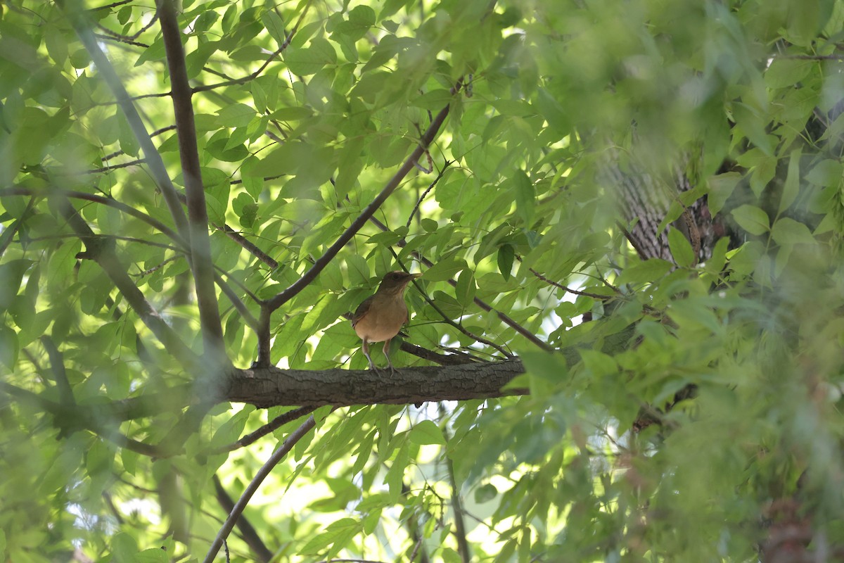 Clay-colored Thrush - L. Ernesto Perez Montes (The Mexican Violetear 🦉)