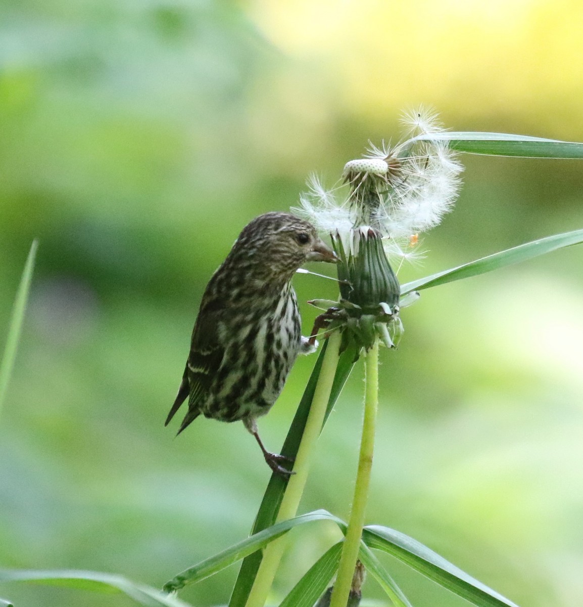 Pine Siskin - Bradley Waggoner