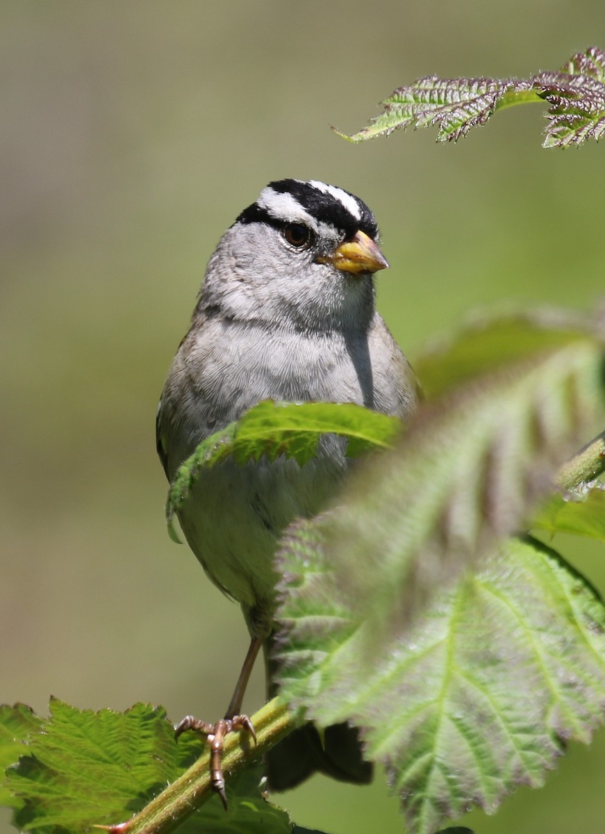 White-crowned Sparrow - Bradley Waggoner