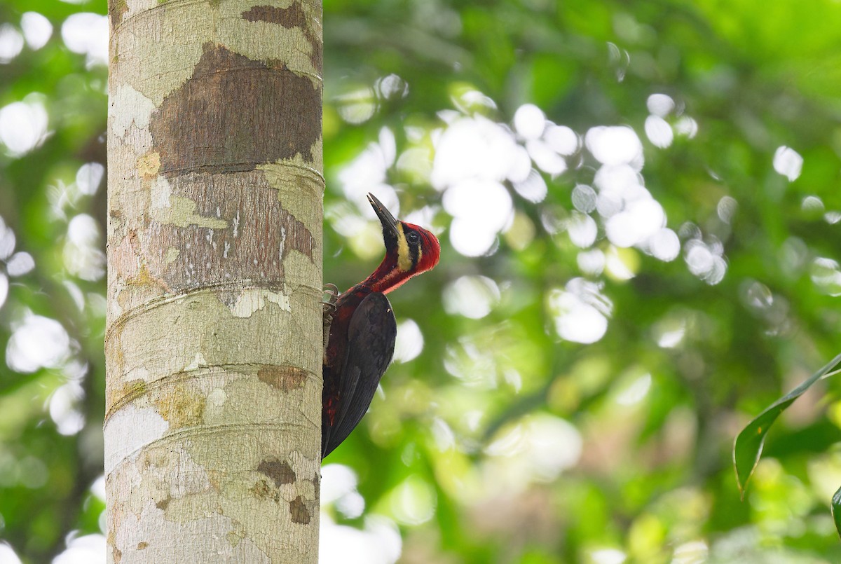 Crimson-bellied Woodpecker (Splendid) - Zbigniew Wnuk