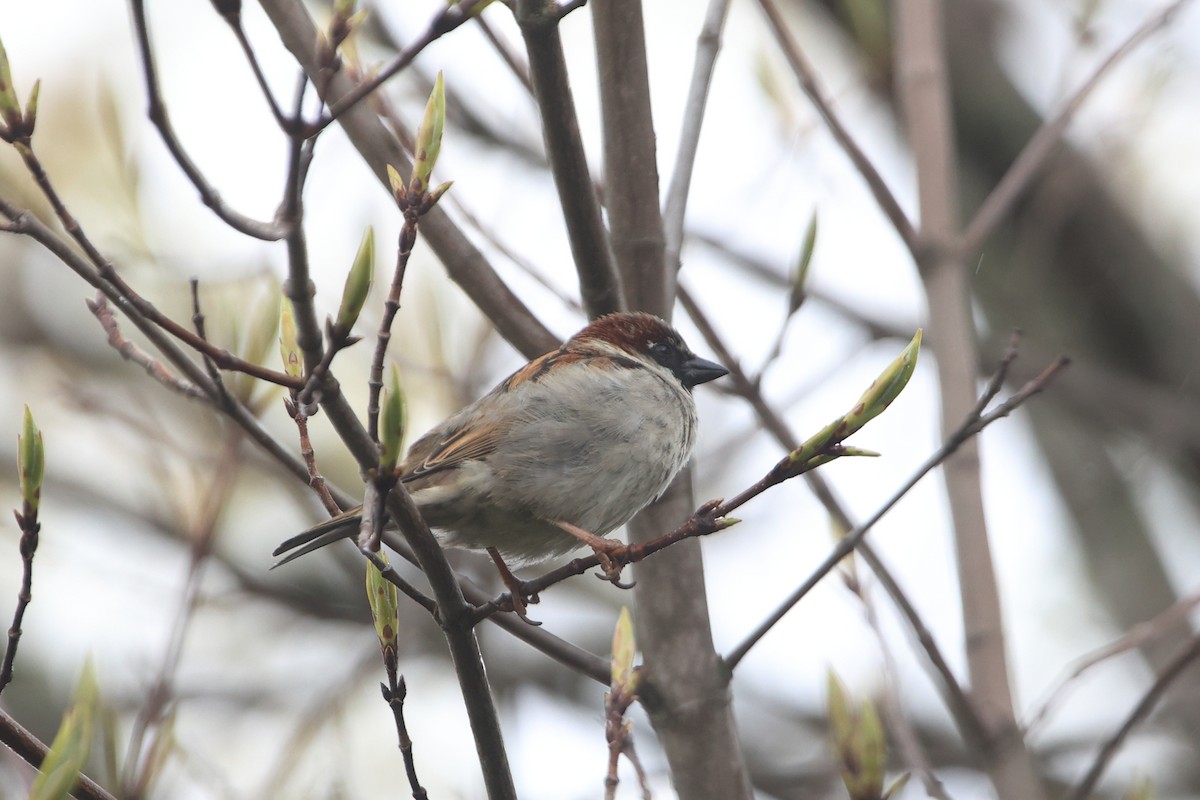 House Sparrow - Gang Wu